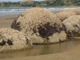 Moeraki-Boulders: Murmeln der Götter