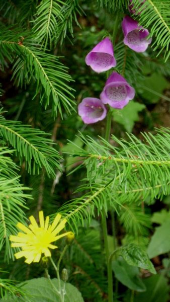 Neophyten: Ausreißen, absägen, vergiften