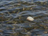Schwimmende Steine auf dem Tauposee