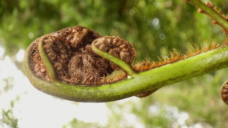 Maori-Moden am Institute for Arts and Crafts