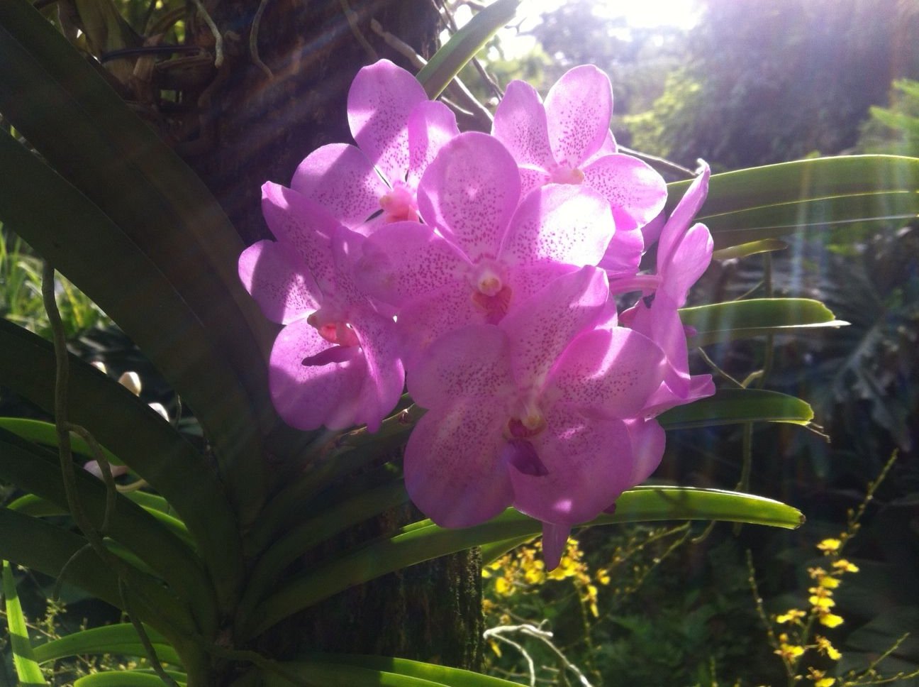 Singapur: Orchideen im Coolhouse