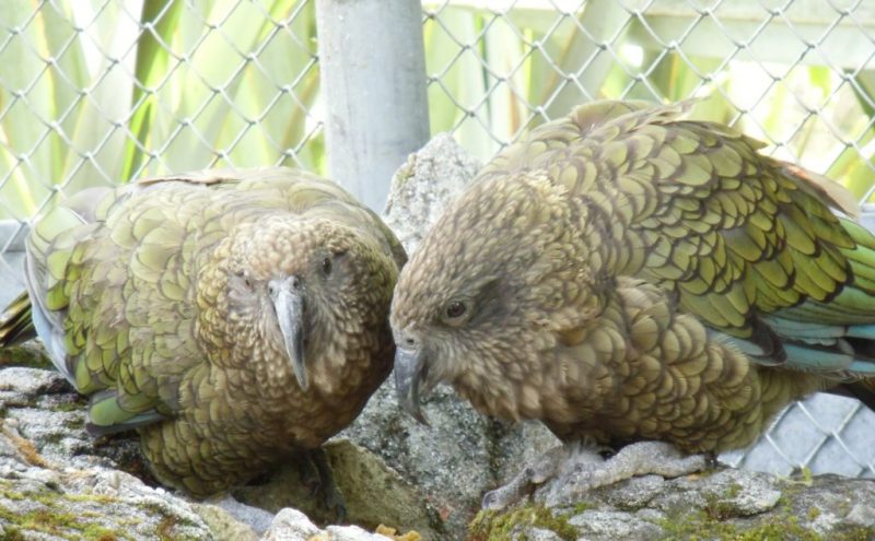 Seid gut zu Vögeln!