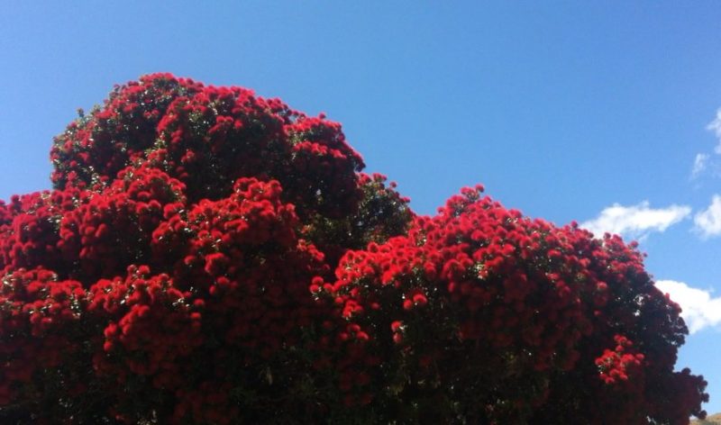 Die Reise nach Süden