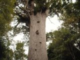 Alt wie ein Baum