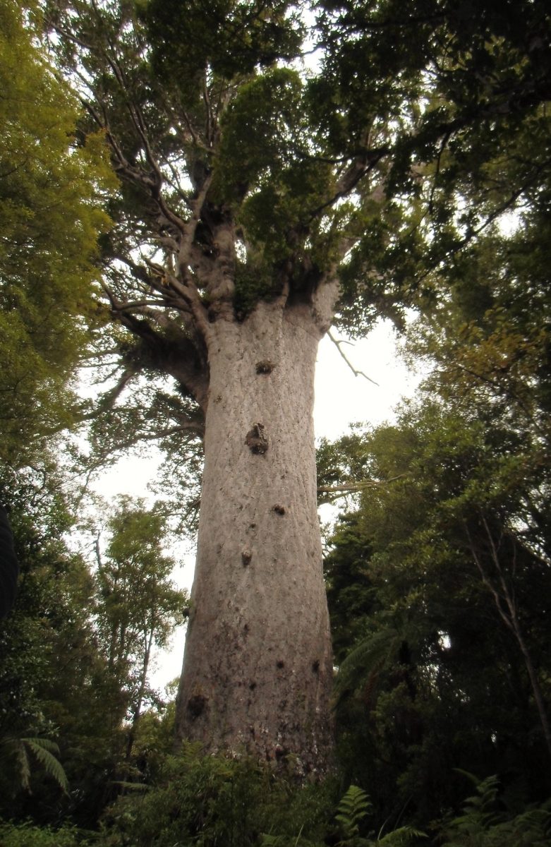 Alt wie ein Baum