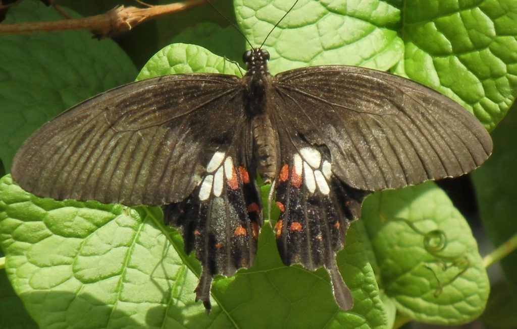 Schmetterlinge am Flughafen