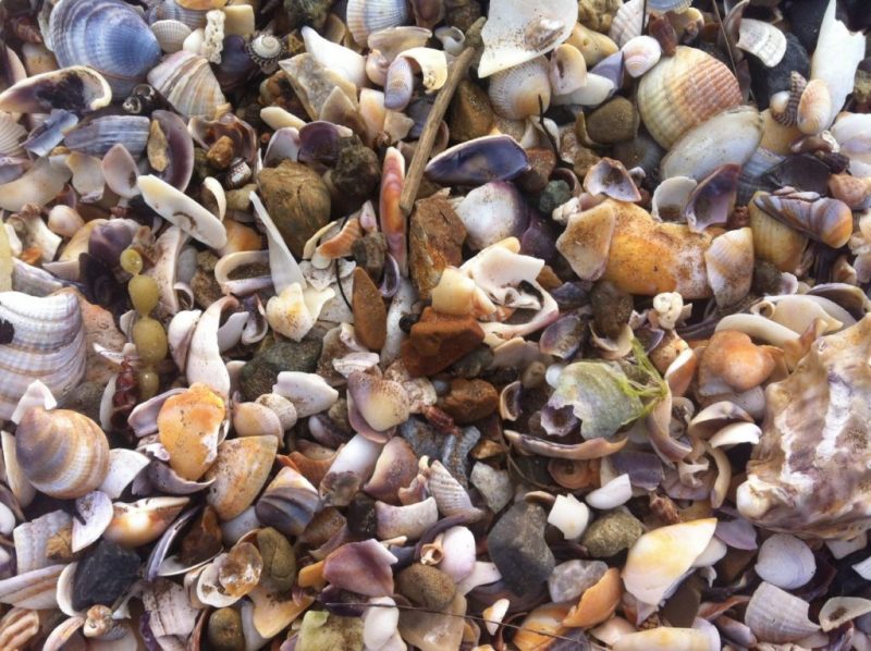 Neuseeland: Am Strand