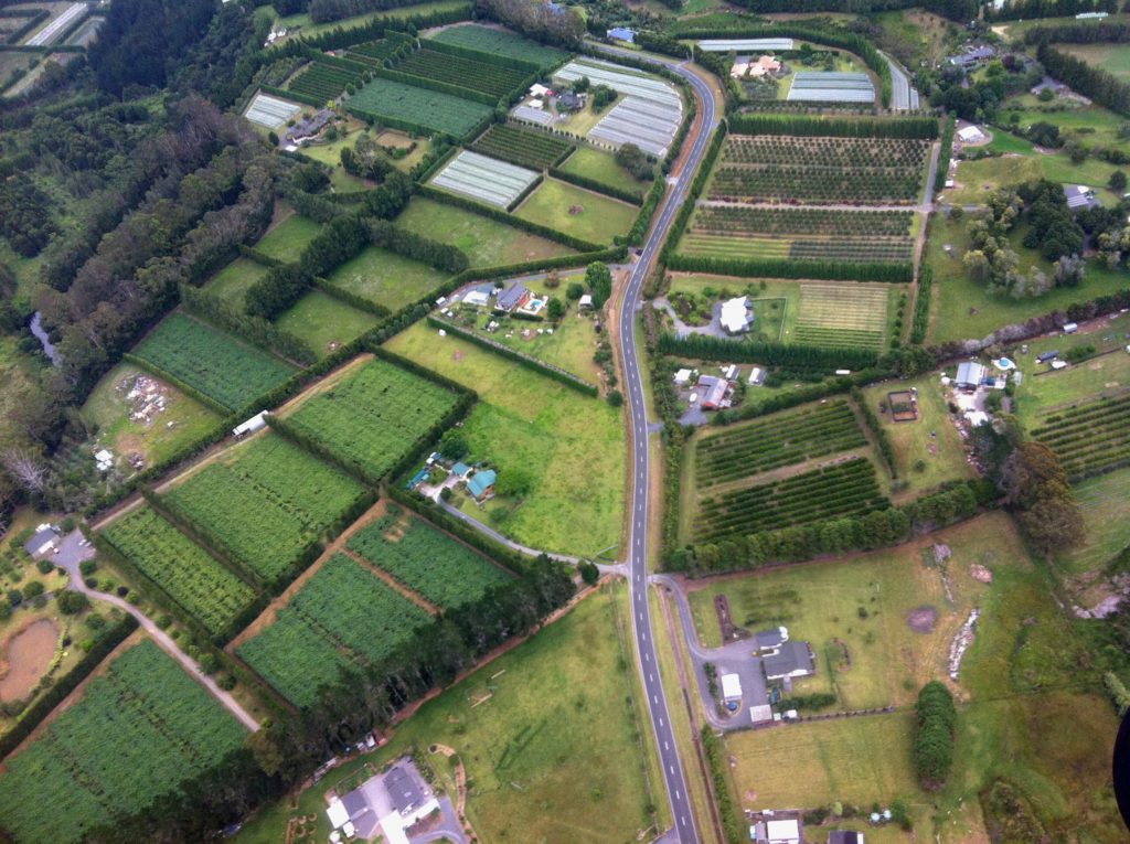 Vulkanasche lässt Kiwi-Plantagen wuchern