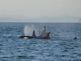 Neuseeland: Besuch bei den Orkas