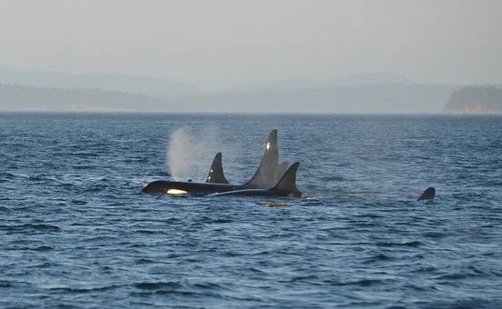 Neuseeland: Besuch bei den Orkas