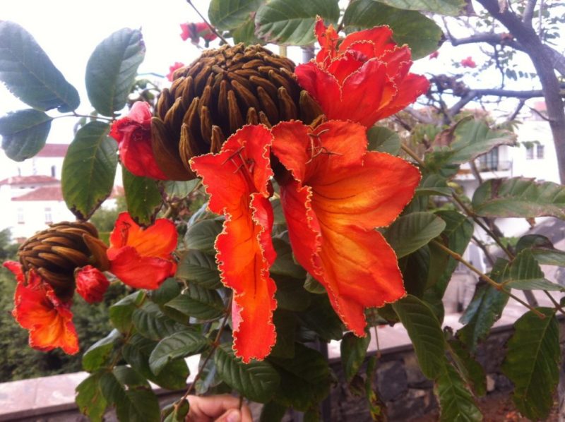 Die schönsten Pflanzen aus aller Welt