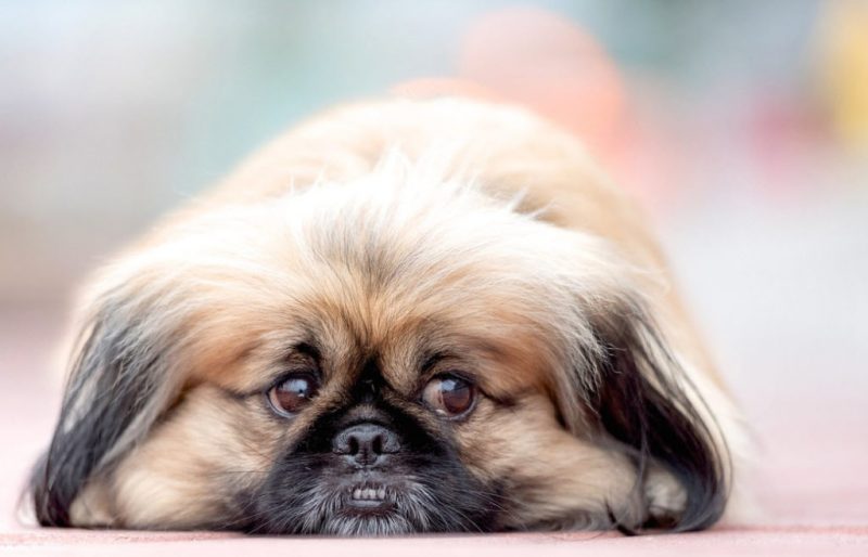 Millionen-Perle fast zerbissen