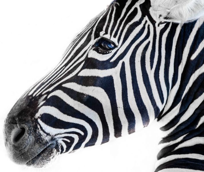 Wozu haben Zebras Streifen?