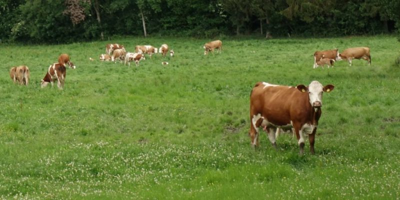 Tiefsee-Bakterien gegen Kuhfürze?