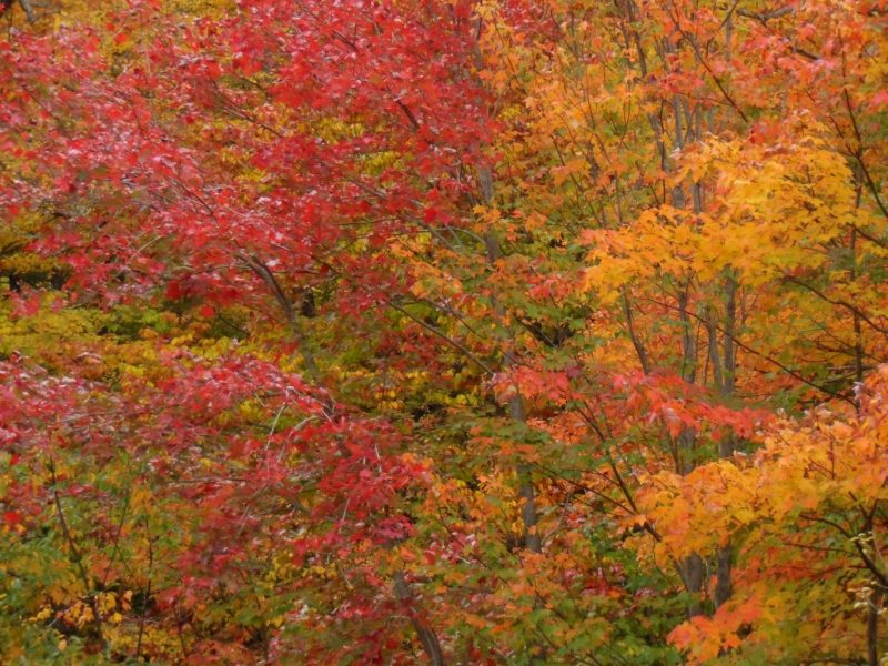 Entspannung im Woodford State Park