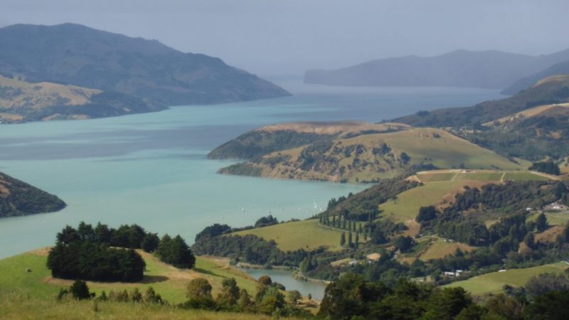 Delfine flitzen glitzernd durch die See